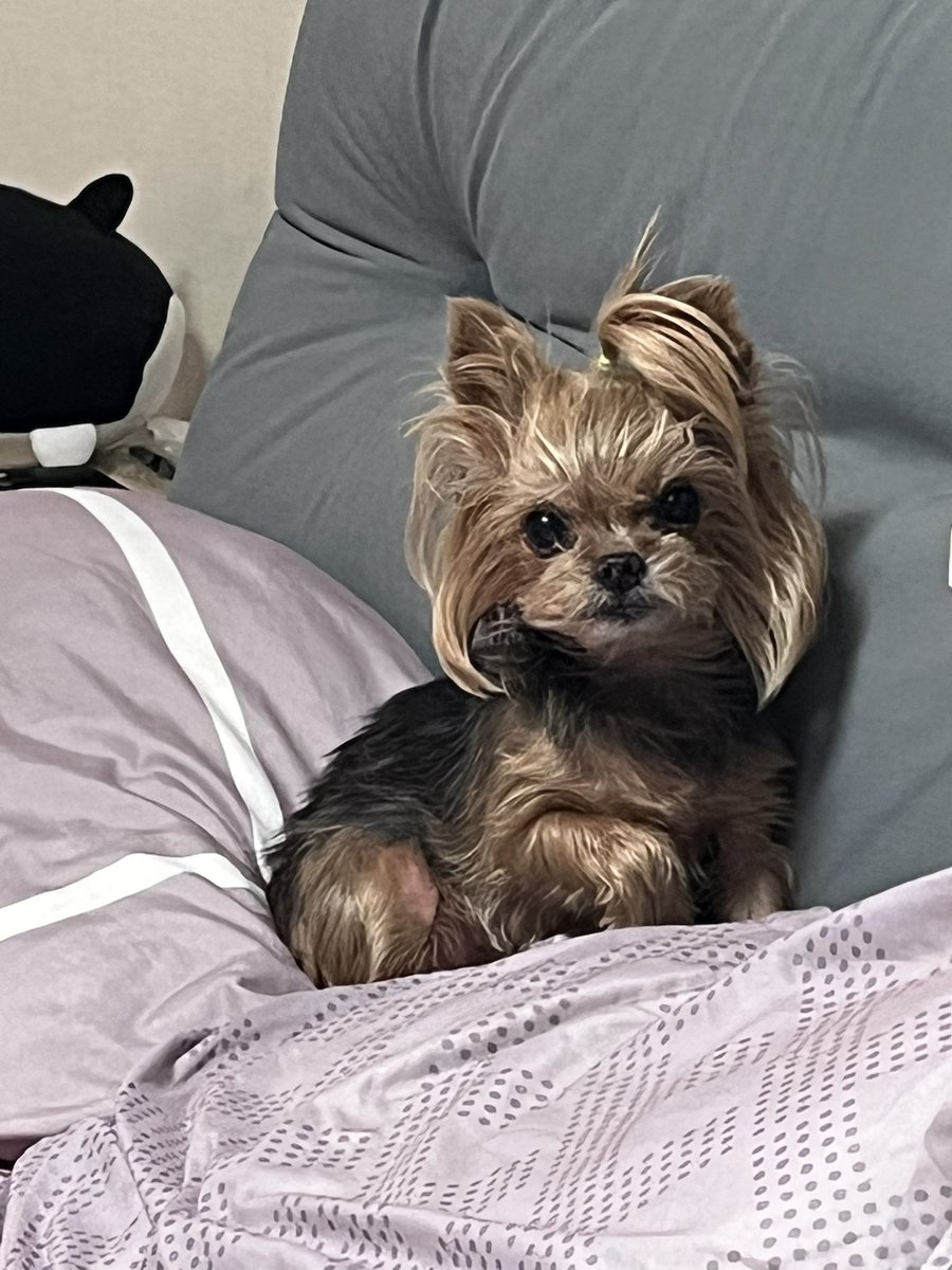 CHuNsDAY's tweet photo. 어제의 개
왠지 코가 촉촉해 https://t.co/V5o0KNsASb
