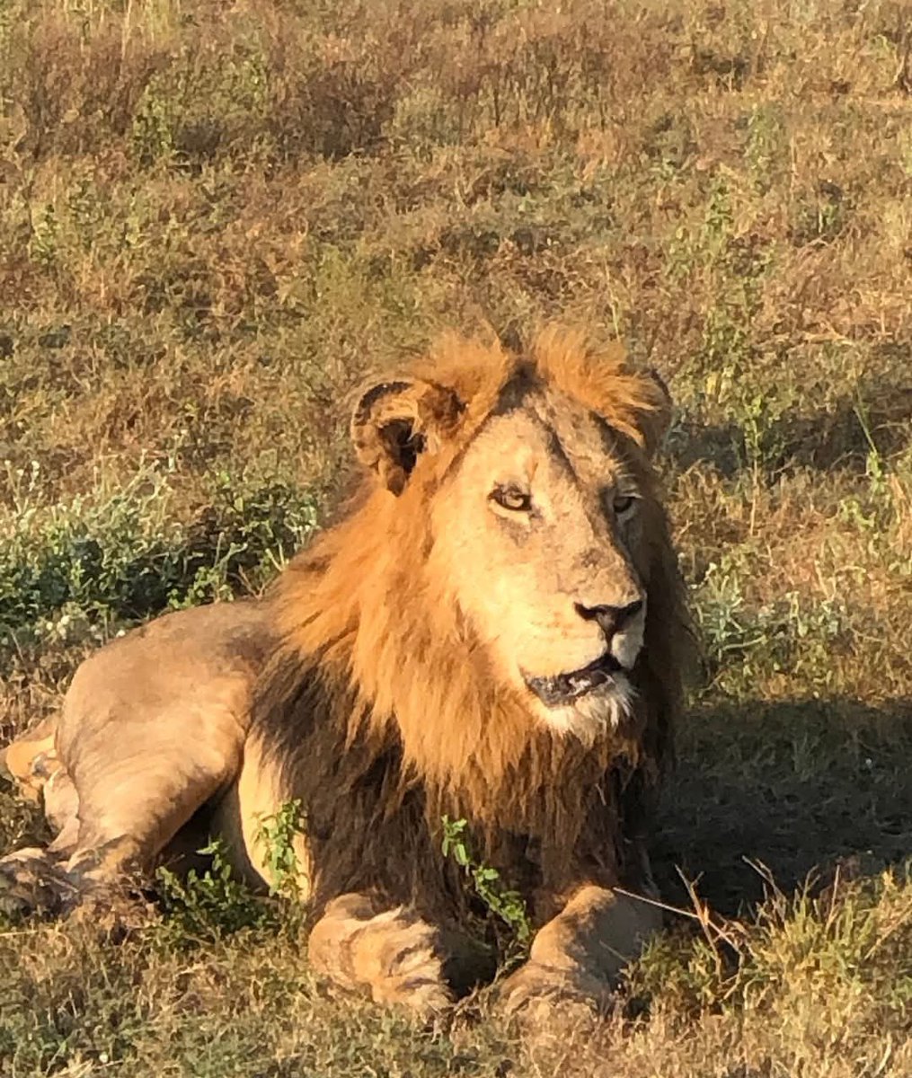 Oh my goodness!!

What's happened to Red Road male? His face looks swollen 😔
Hope it's a hunting injury and nothing like a poison/toxic substance.

#LoveLions 
📸 Vestment Mfumo Machavi Facebook