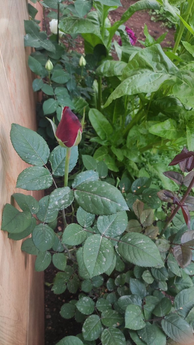 Bu dünyada inandığım tek bir şey olacak olsa  o da ilahi adalet diye bir şey var .
Anında olmasa bile gün gelir herkes kırdığı yerden kırılır.
Kınadığı şeyle kınanır vesselam.