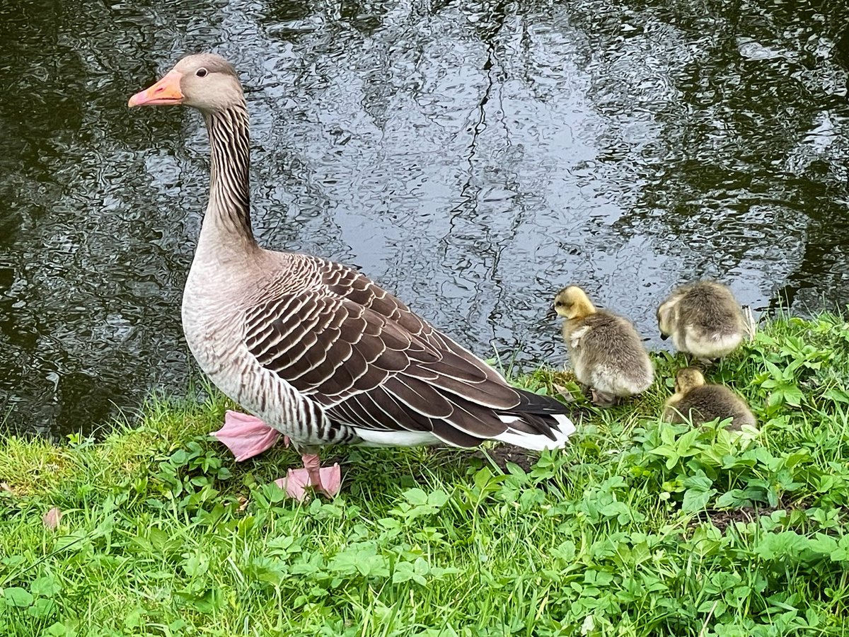 Ich sehe dich.
#photography #birds #Ente
