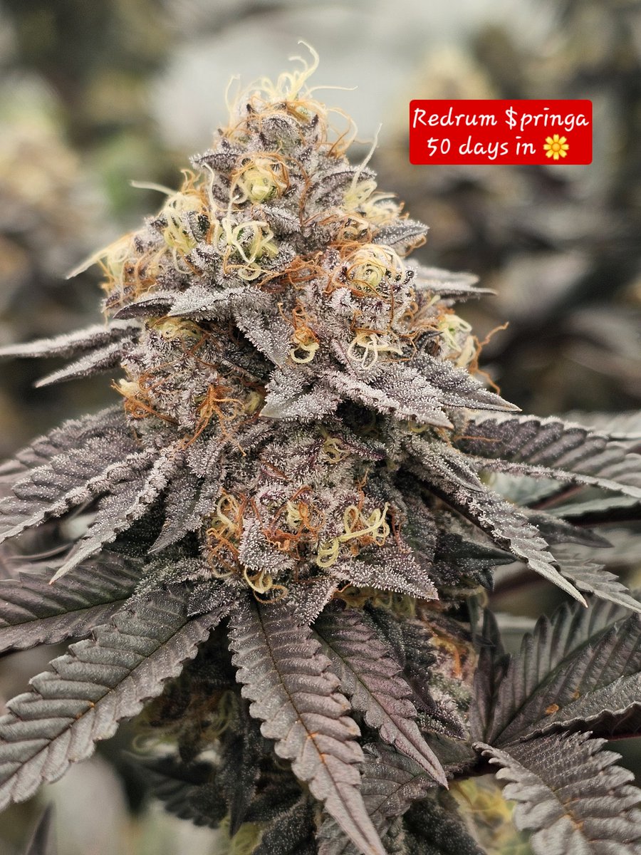 The Sleepy Gnome (@sleepygnomegrow) on Twitter photo 