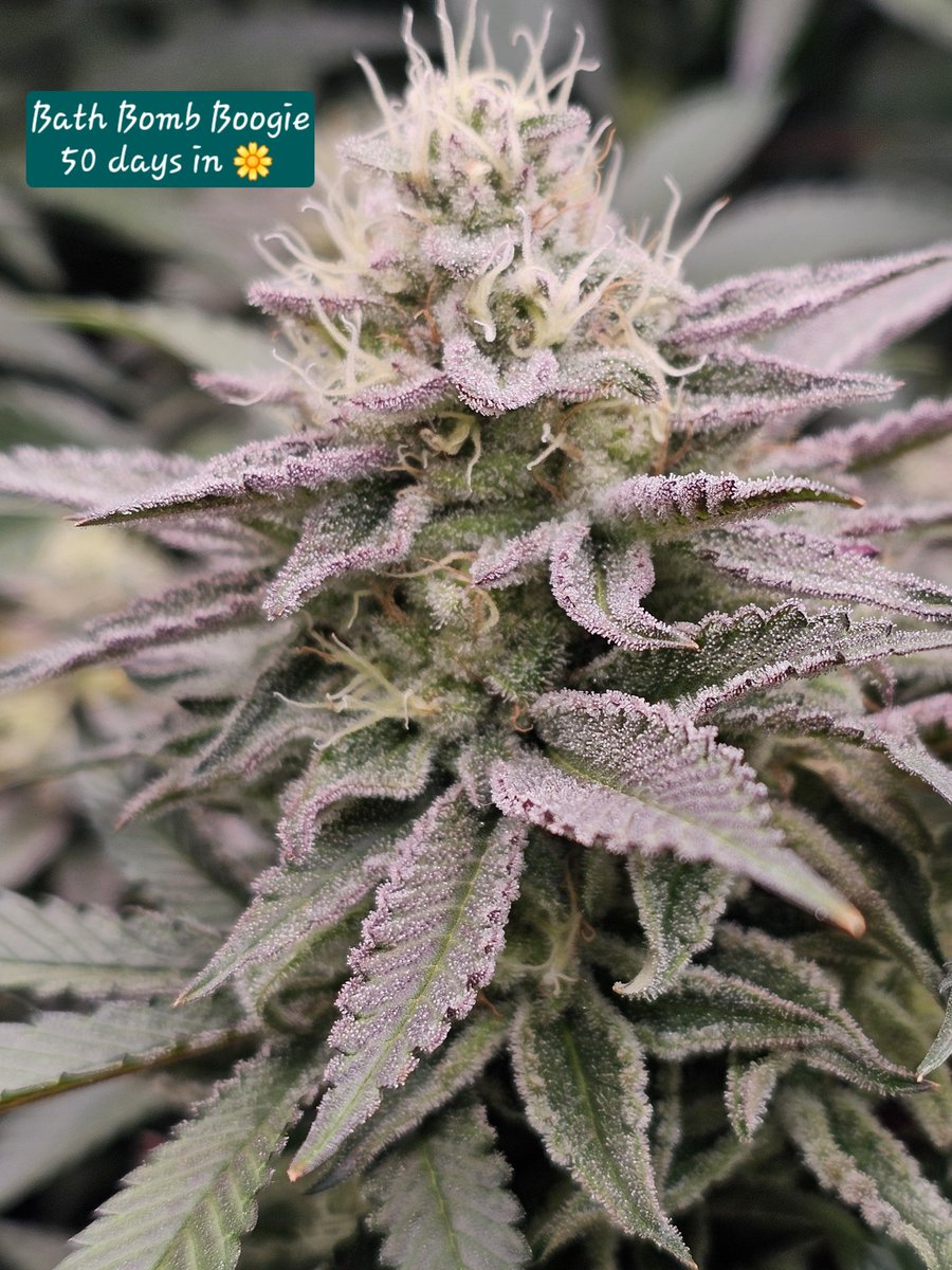 The Sleepy Gnome (@sleepygnomegrow) on Twitter photo 