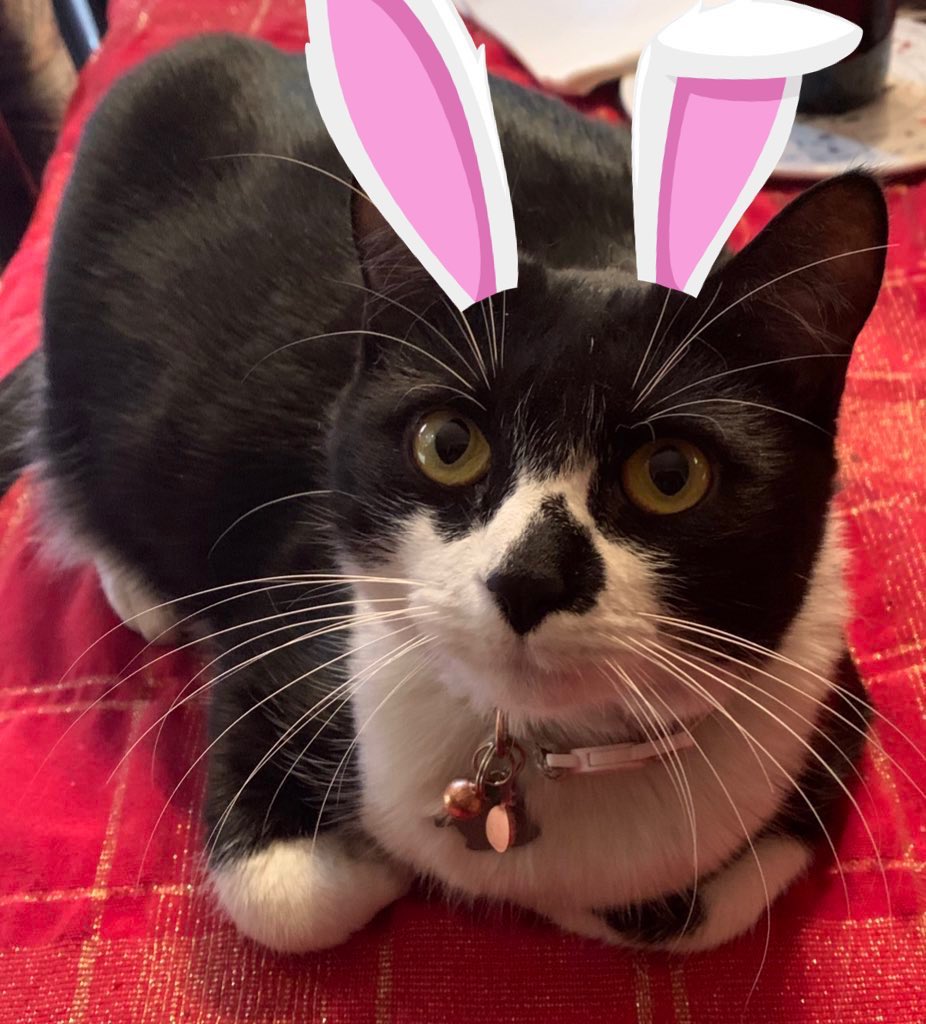 MerlintheCat9's tweet photo. Happy Easter 🐣 #CatsOfTwitter #CatsOfX https://t.co/0WfMZATHyU