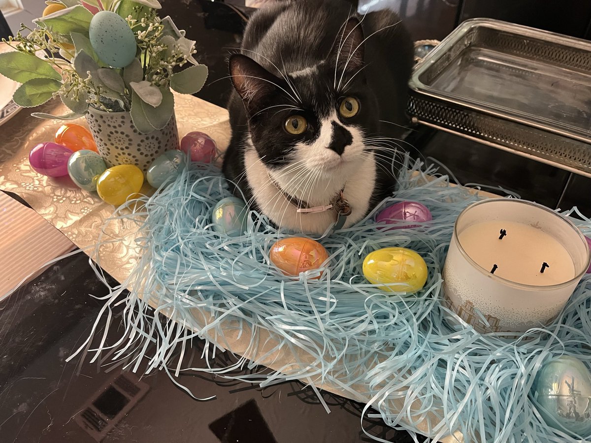 MerlintheCat9's tweet photo. Happy Easter 🐣 #CatsOfTwitter #CatsOfX https://t.co/0WfMZATHyU