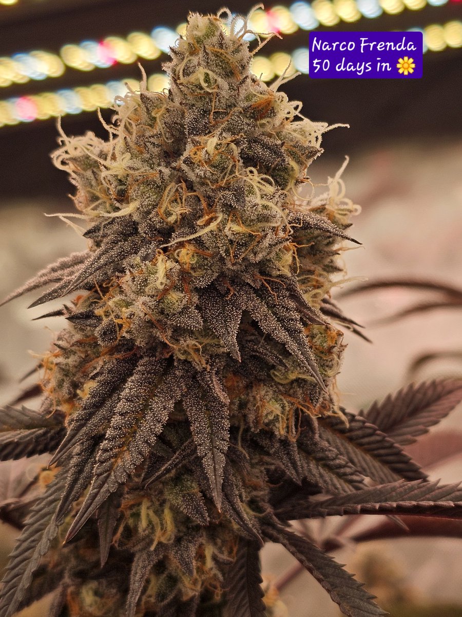 The Sleepy Gnome (@sleepygnomegrow) on Twitter photo 