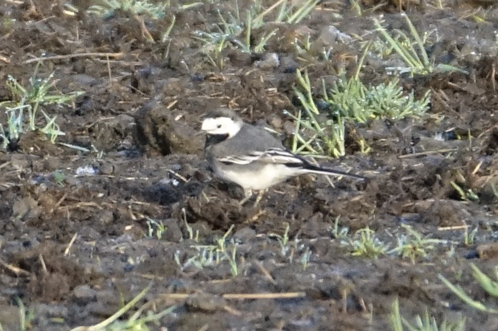 Freddie Matthews (@fmatthews100) on Twitter photo Weekend in Devon around Dunsford produced no fewer than 16 Pied Flycatchers, along with Lesser Spotted Woodpecker, White Wagtail, Tree Pipit, Goosander and Marsh Tit.
<a href="/DevonBirds/">Devon Birds</a> <a href="/DevonWildlife/">Devon Wildlife Trust</a> Weekend in Devon around Dunsford produced no fewer than 16 Pied Flycatchers, along with Lesser Spotted Woodpecker, White Wagtail, Tree Pipit, Goosander and Marsh Tit.
<a href="/DevonBirds/">Devon Birds</a> <a href="/DevonWildlife/">Devon Wildlife Trust</a>