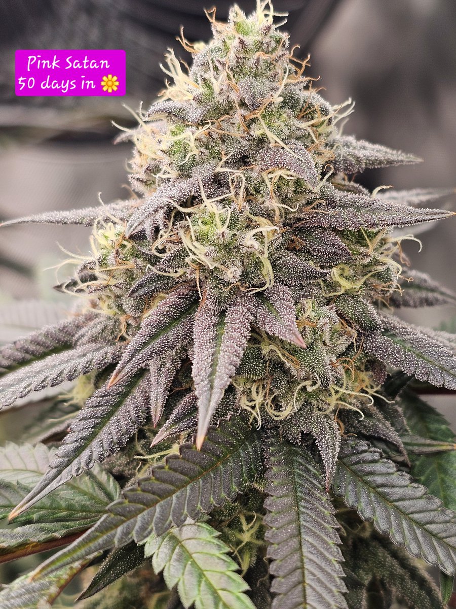 The Sleepy Gnome (@sleepygnomegrow) on Twitter photo 