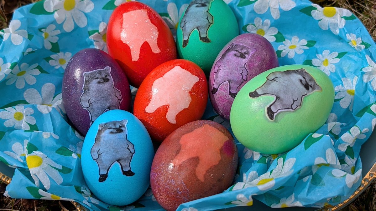 The Fellas eggs result! Not bad for a quick Easter craft using random left over food colouring found in the back of the cupboard 🥚🐰🐣 Fat Bebbeh Pengie says hi 🐧