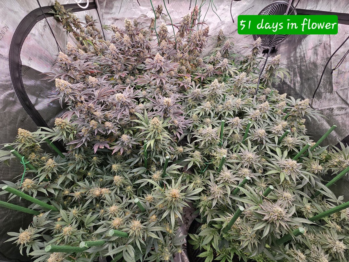Psgx.world run 51 days in flower