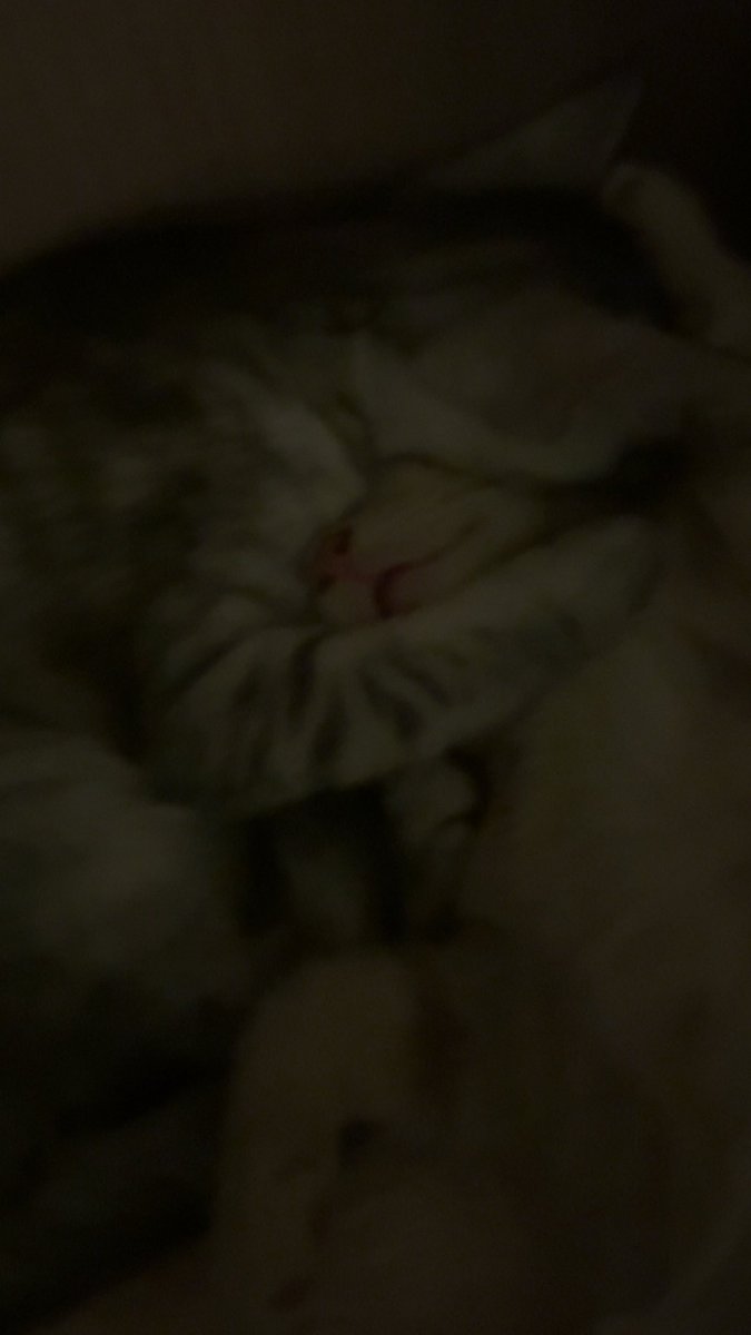 _il2ul tweet picture