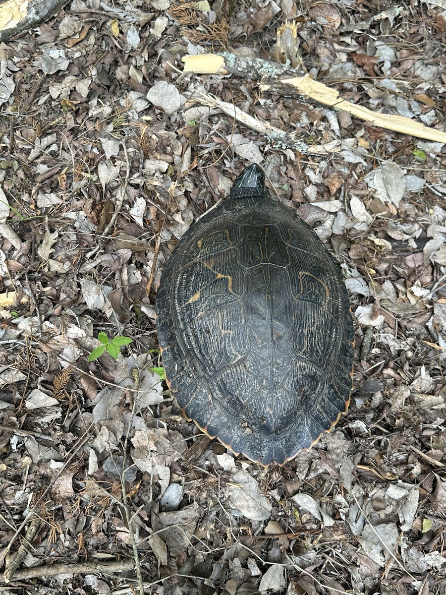 TeaAndTornadoes's tweet image. Baby dry slots, turtle rescues and leeches. 
(I removed the leech from the turtle, don’t worry) 
#teamturtle