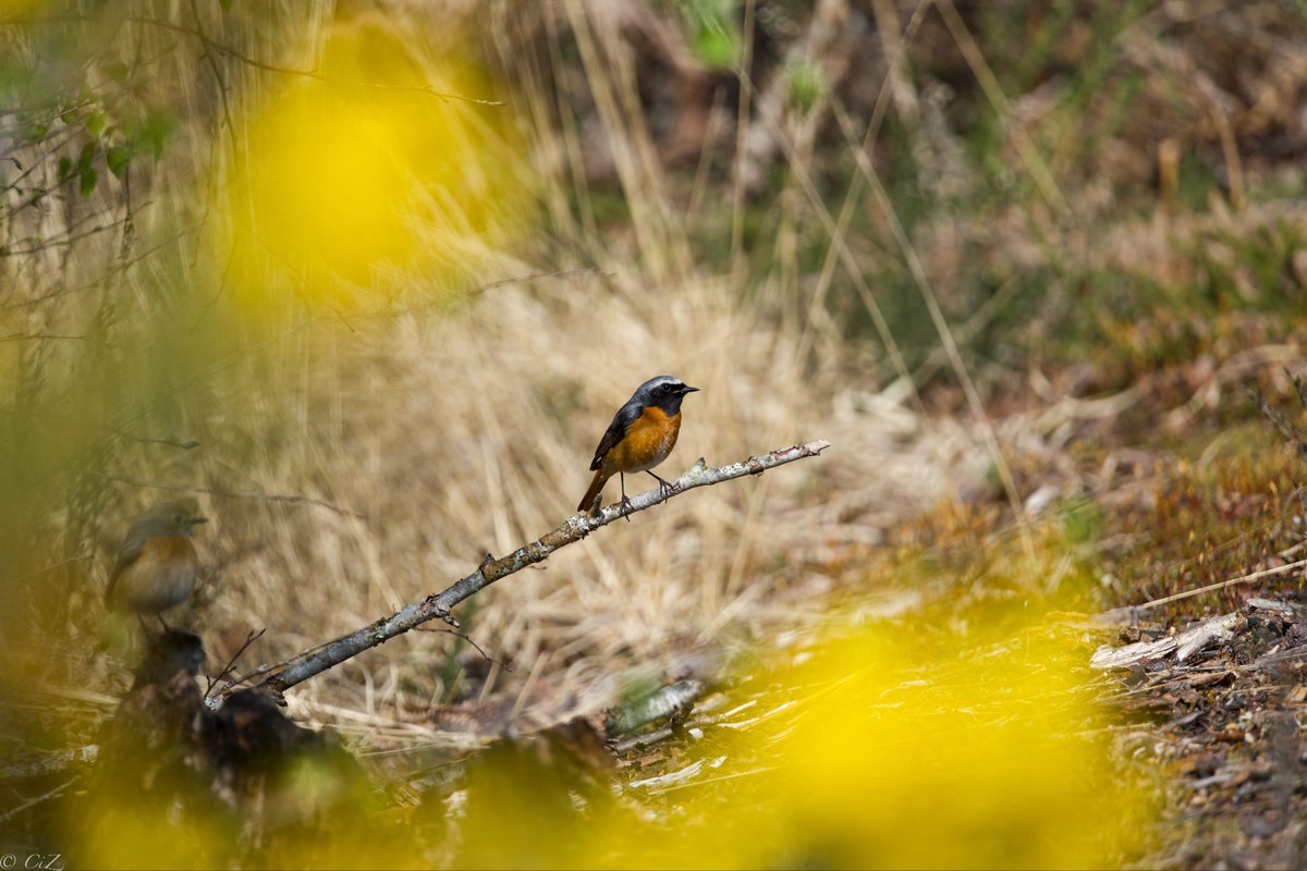 cirzh's tweet photo. Is the coast clear - #Redstart pair last week
#SpringSunshine #SpringVibes #Nature #SpringMoments #NatureLovers #BirdWatching #BirdPhotography  #WildlifePhotography #SonyAlpha @Natures_Voice https://t.co/yE6j8iT8qq