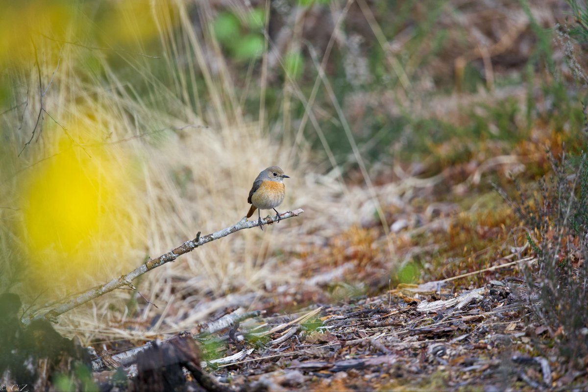cirzh's tweet photo. Out from hiding -  #Redstart pair last week
#SpringSunshine #SpringVibes #Nature #SpringMoments #NatureLovers #BirdWatching #BirdPhotography #WildlifePhotography #SonyAlpha @Natures_Voice https://t.co/C1Pbh7D5xW