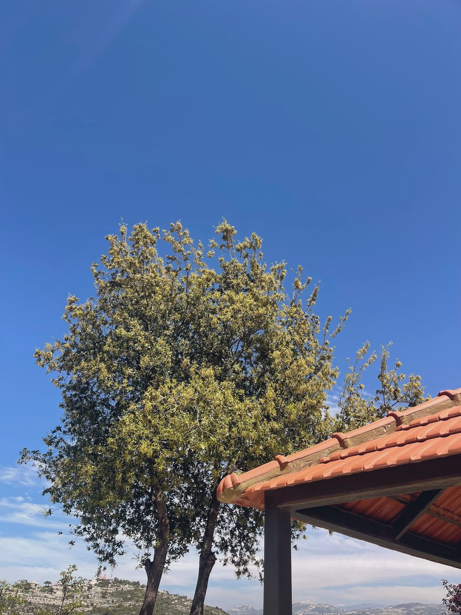 itsritaaas's tweet photo. Happy Easter 🏡🌳🪺💛 https://t.co/Hoov4PbVUl