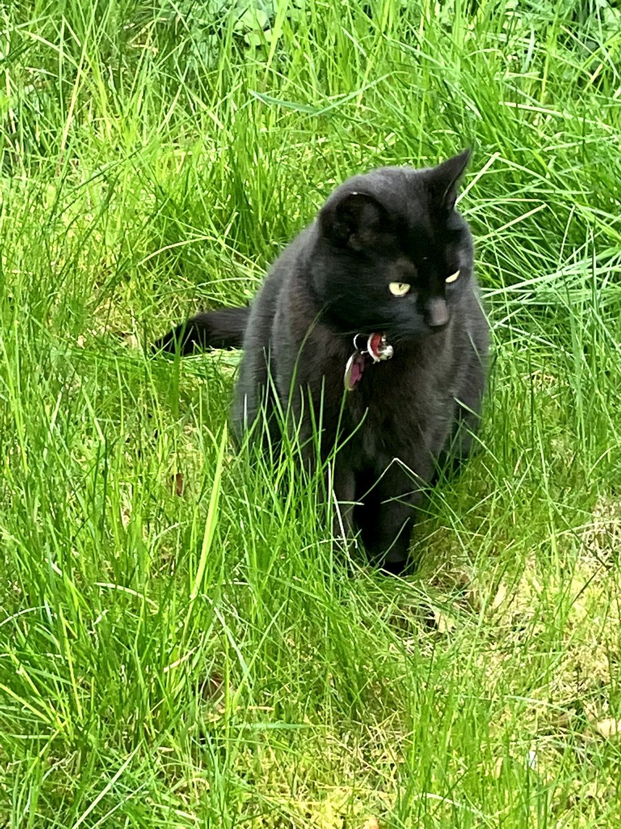 GremlC's tweet photo. Hunting the bunny in the king grass https://t.co/rNV8v40IqH