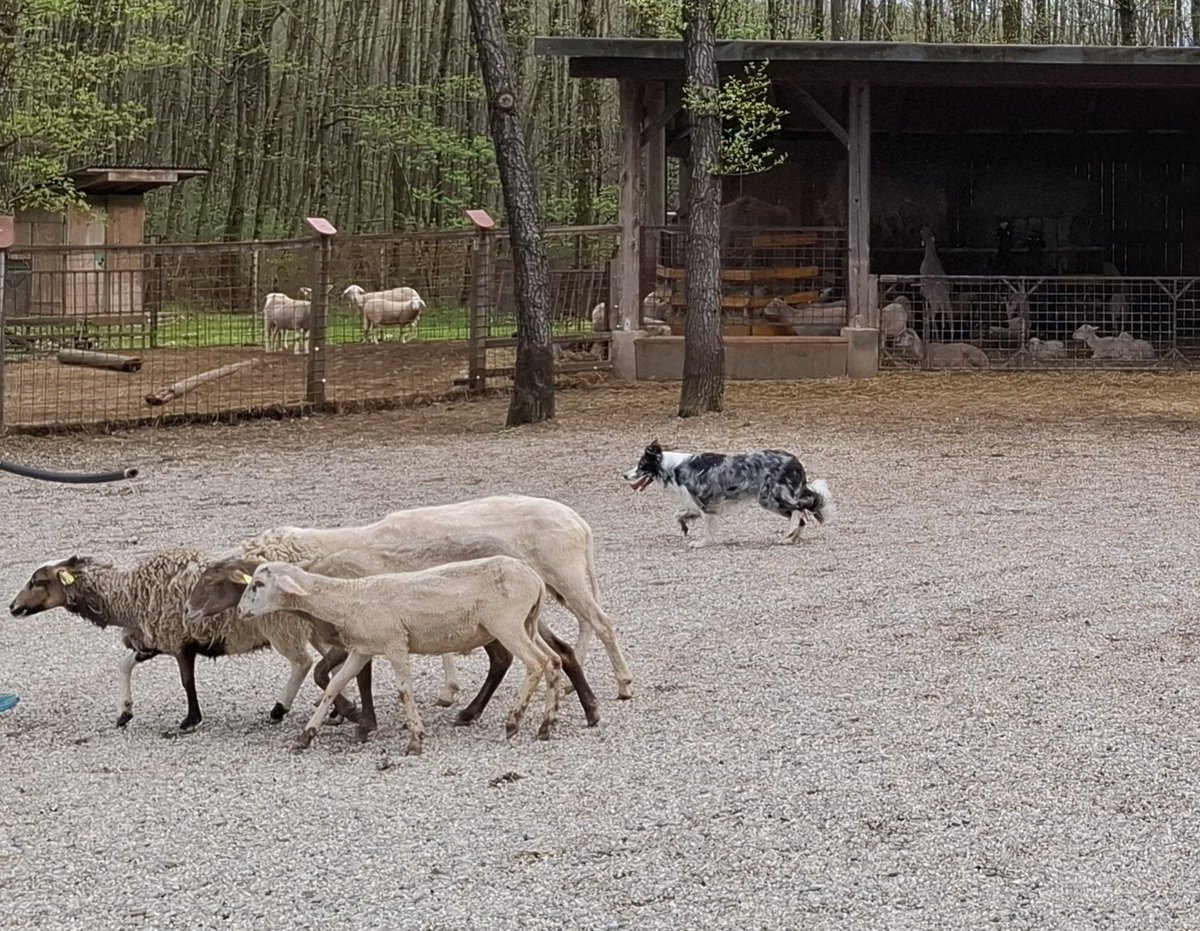 Bc bc damu🐑🐑 Border collie in njen močan nagon❤️❤️❤️