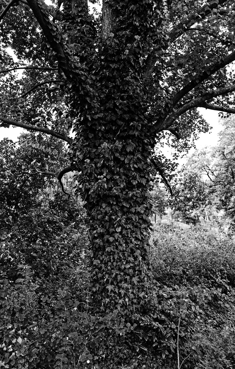 A tree in the park #westerpark #amsterdam #BlackandWhite