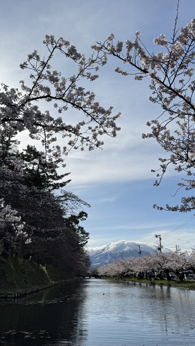 dantwyyf's tweet photo. 桜まつり🌸 https://t.co/OmoEy0sUGc