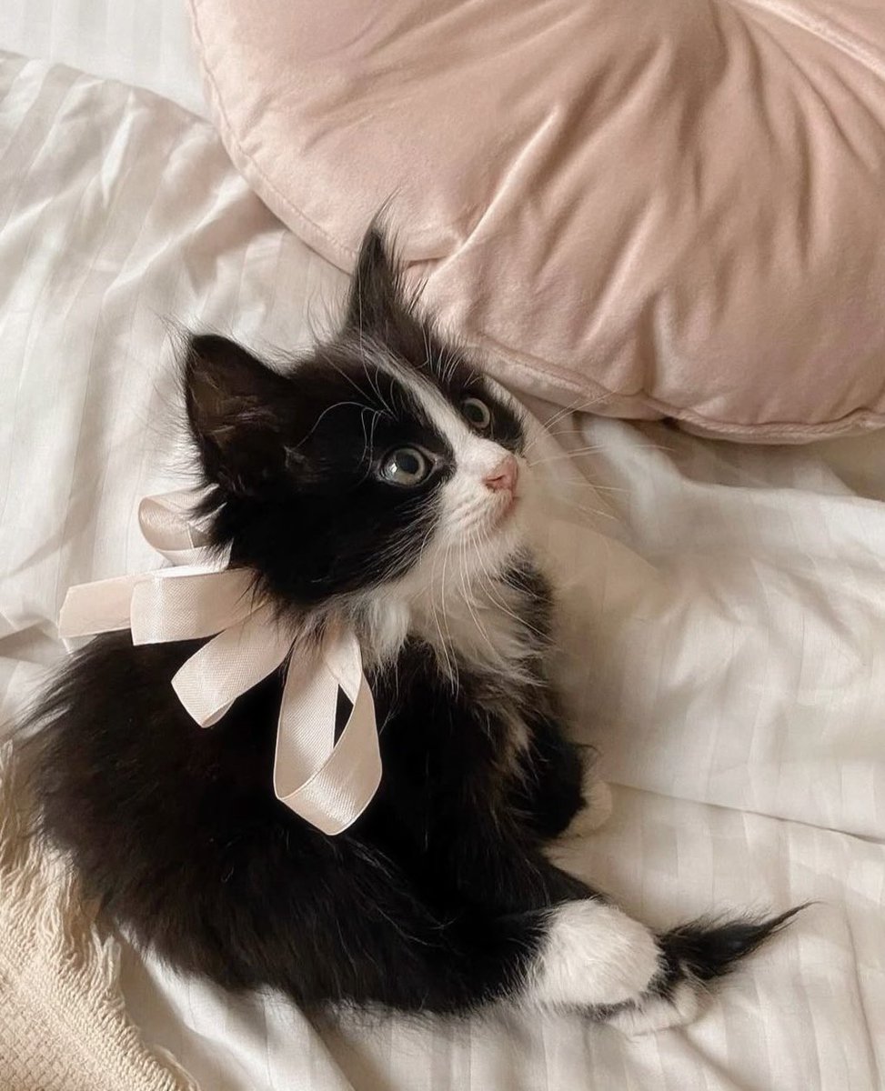 kittyyjunnie tweet picture