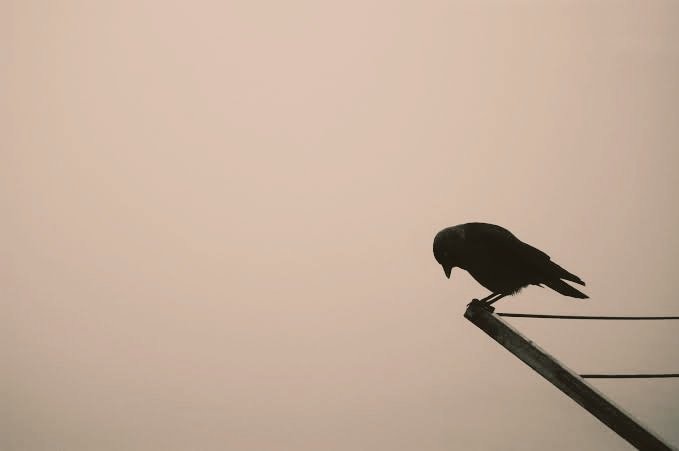 "Sevgi, herkesi iyileştirmez.
Bazılarınıda nankörleştirir."