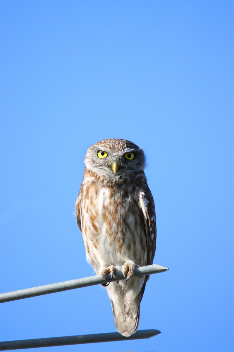 Kukumav
#hangitür #trakuş #birds #birdphotographer #wildlife #wildlifephotography #canonphotographer