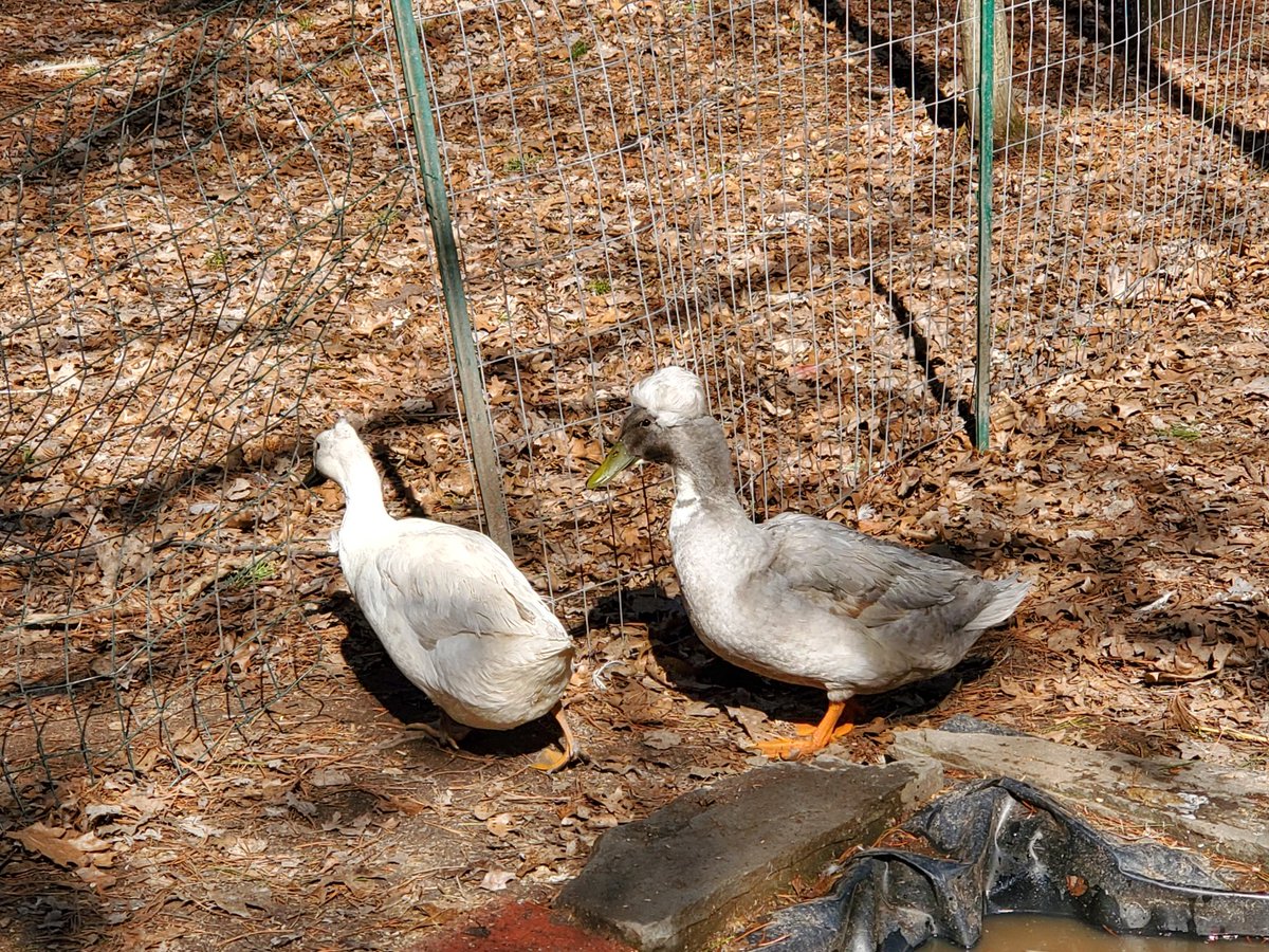 Lambo211gaming's tweet photo. @StoneyT05 @Blue_YoureMyBoy @Giney2Tiny @Schm1ttHappens @PATony814 @Bheka420 @dannywoz @CineKal563 Kramer and Ethel say "Keep Quackin" https://t.co/D2nVEkzHsp
