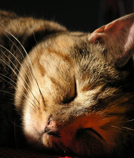 Tiofelino's tweet photo. Menciona ¿Porque las personas deberían tener un gato? 🐱🐾 https://t.co/NPZq9BJrQW