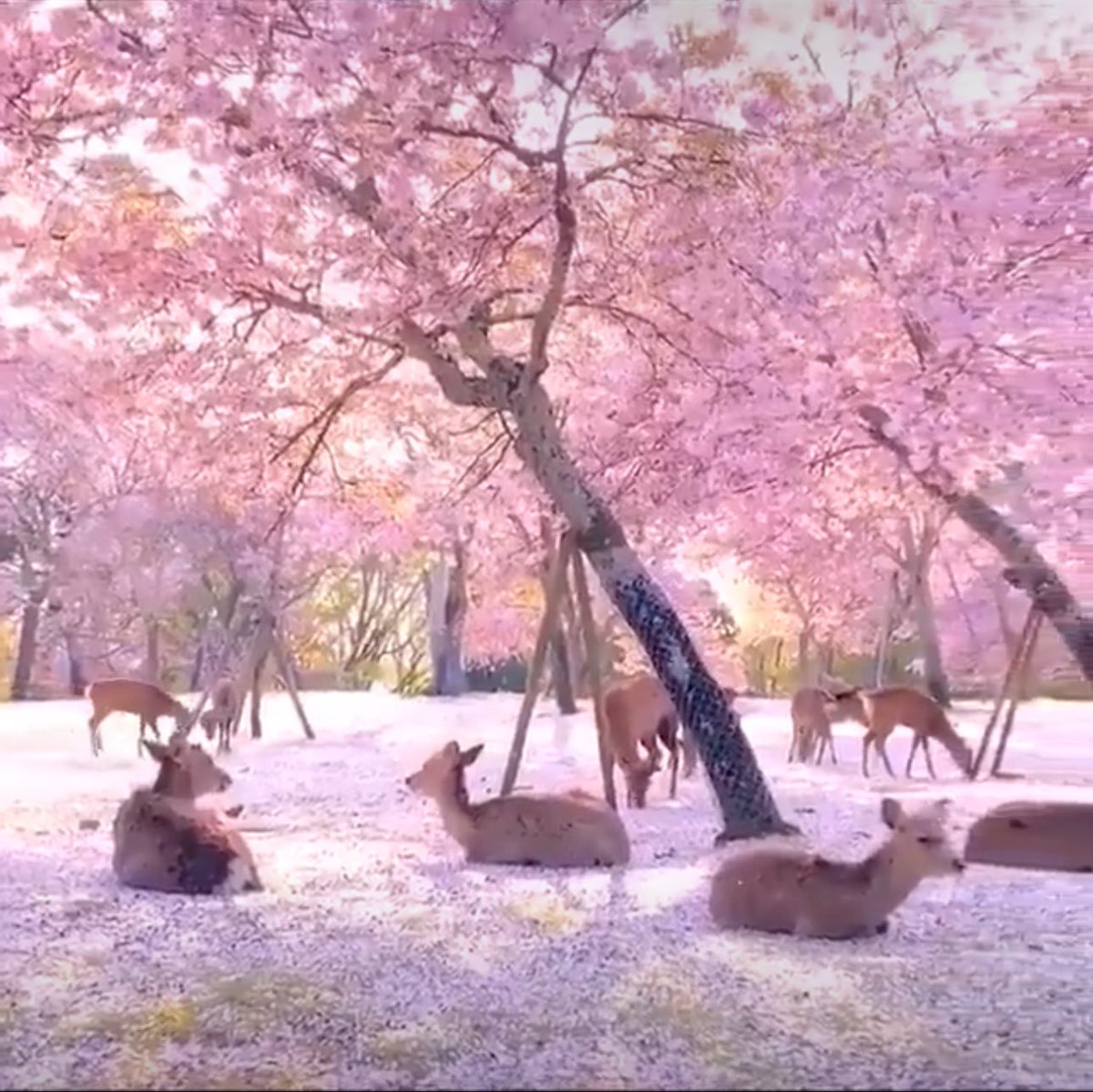 Happy Easter My Deers 🥚
&amp; spring sakura time 🌸
“Happy hanami!" (花見)
Heavenly frequencies 🔔