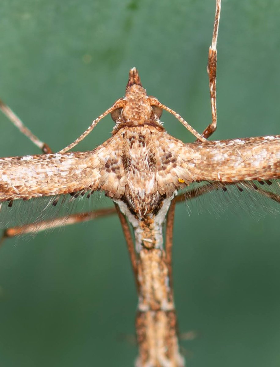 RigdenDebbie's tweet photo. A beautiful "Plume" moth. Seen in my garden
#plumemoth #moth #insects #invertebrates #Entomology #nature #wildlife #macro https://t.co/J2FG2VYXPu