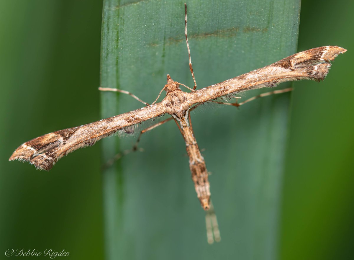 RigdenDebbie's tweet photo. A beautiful "Plume" moth. Seen in my garden
#plumemoth #moth #insects #invertebrates #Entomology #nature #wildlife #macro https://t.co/J2FG2VYXPu