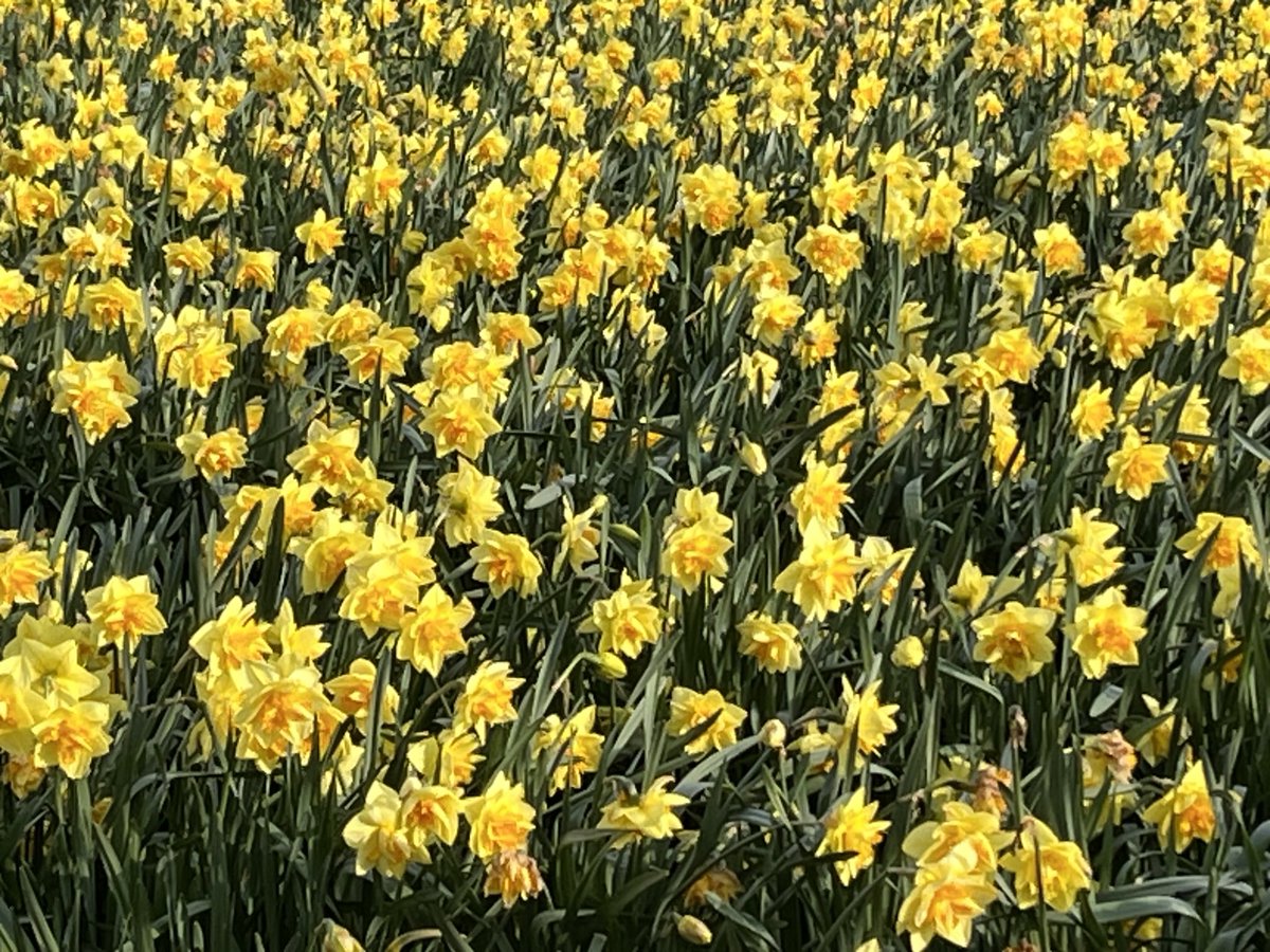 EvocativeCorn's tweet image. Happy Easter!