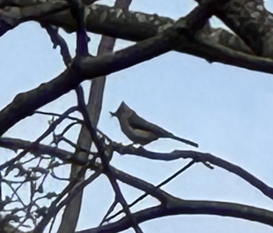 msanderson_MACo's tweet photo. Family weekend in @garrettcountymd yields 21 bird species (w this Tufted Titmouse) without any real effort, just casual observation. Bigger numbers this time of year are closer to the salt water, migratory flyways. Great time out here, as always. #ChangeOfPace https://t.co/JIhqa7vS0J