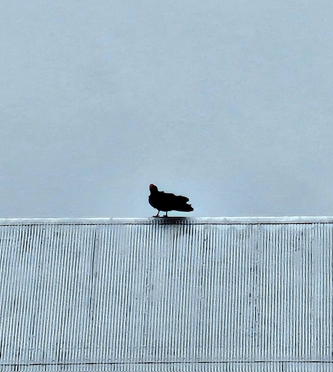 LSMurphyAuthor's tweet photo. There are 6 vultures living in the dilapidated barn at the farm. This one is the only brave one to sit on top during this storm. Wind gusts are pretty strong. https://t.co/XY1uqlKGGM