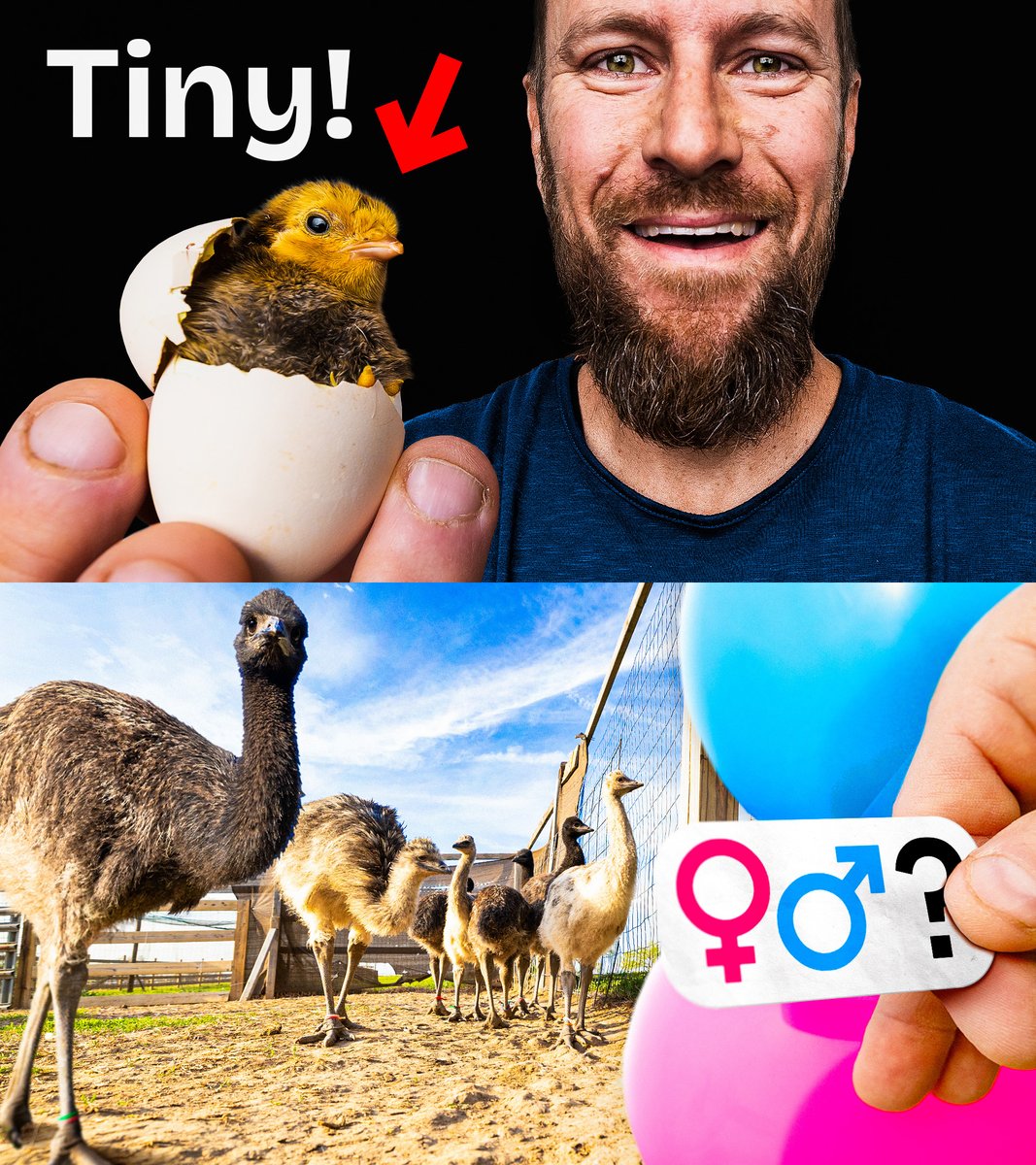 Double Thumbnail design post! 🐣♀️♂️

"We Hatched the Tiniest Chicks in the World"
                            +
"Gender Reveal for our 12 Baby Emus"

Client: White House on the Hill (1.4M)