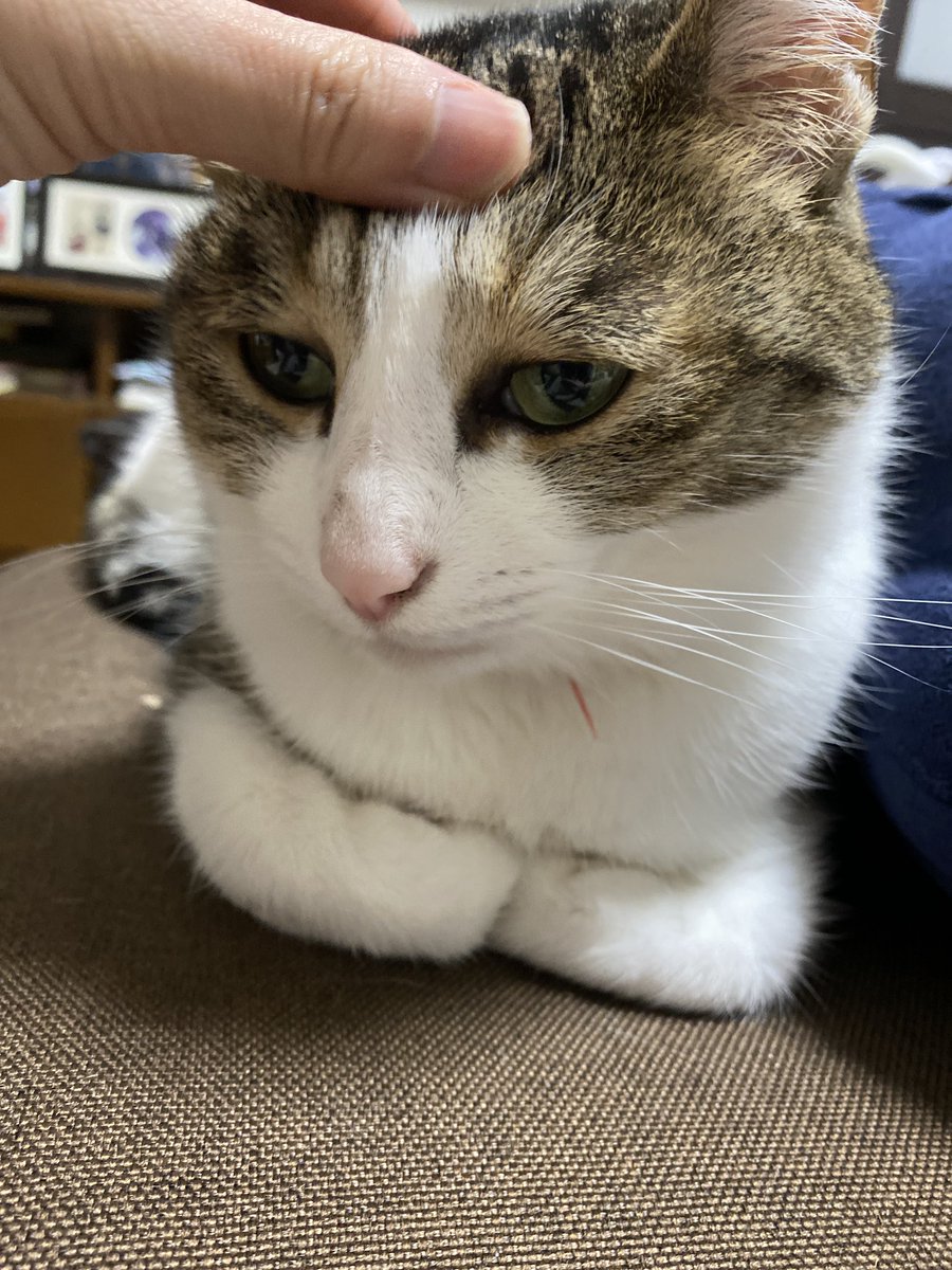 #ねこかわいい