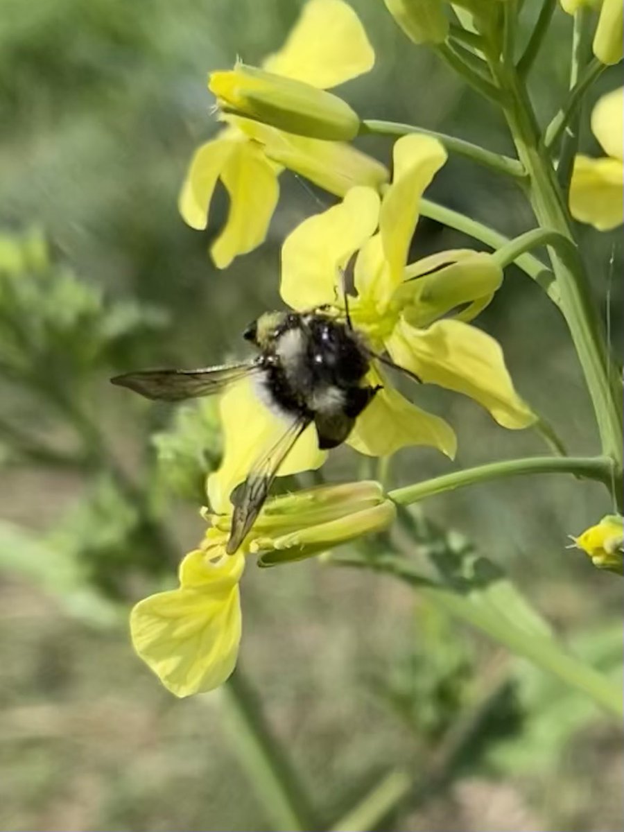 NessaSpratticus's tweet photo. A busy solitary bee π Iβm thinking this is a #ashyminingbee seen on my walkies today along the River Brue @SomersetWT #Bees https://t.co/kyZnCBzkdO