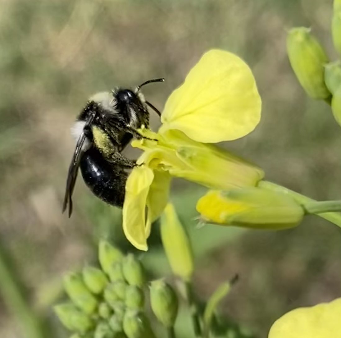 NessaSpratticus's tweet photo. A busy solitary bee π Iβm thinking this is a #ashyminingbee seen on my walkies today along the River Brue @SomersetWT #Bees https://t.co/kyZnCBzkdO
