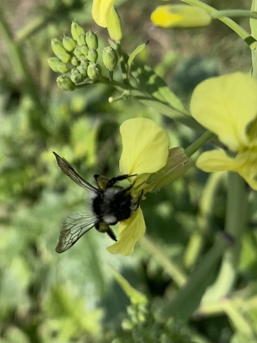NessaSpratticus's tweet photo. A busy solitary bee π Iβm thinking this is a #ashyminingbee seen on my walkies today along the River Brue @SomersetWT #Bees https://t.co/kyZnCBzkdO