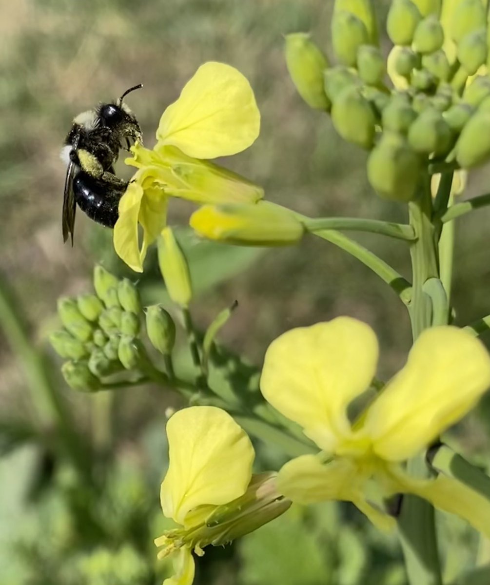 NessaSpratticus's tweet photo. A busy solitary bee π Iβm thinking this is a #ashyminingbee seen on my walkies today along the River Brue @SomersetWT #Bees https://t.co/kyZnCBzkdO