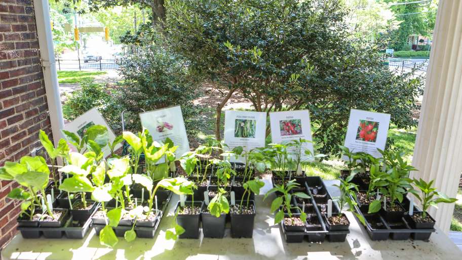Join us at Mordecai Historic Park for the annual heirloom plant sale on April 25 and 26, from 8:30 a.m. to 2 p.m. We've got herbs, vegetables, and flowers ready for your gardens!

Click here to learn more: bit.ly/42oLkkm