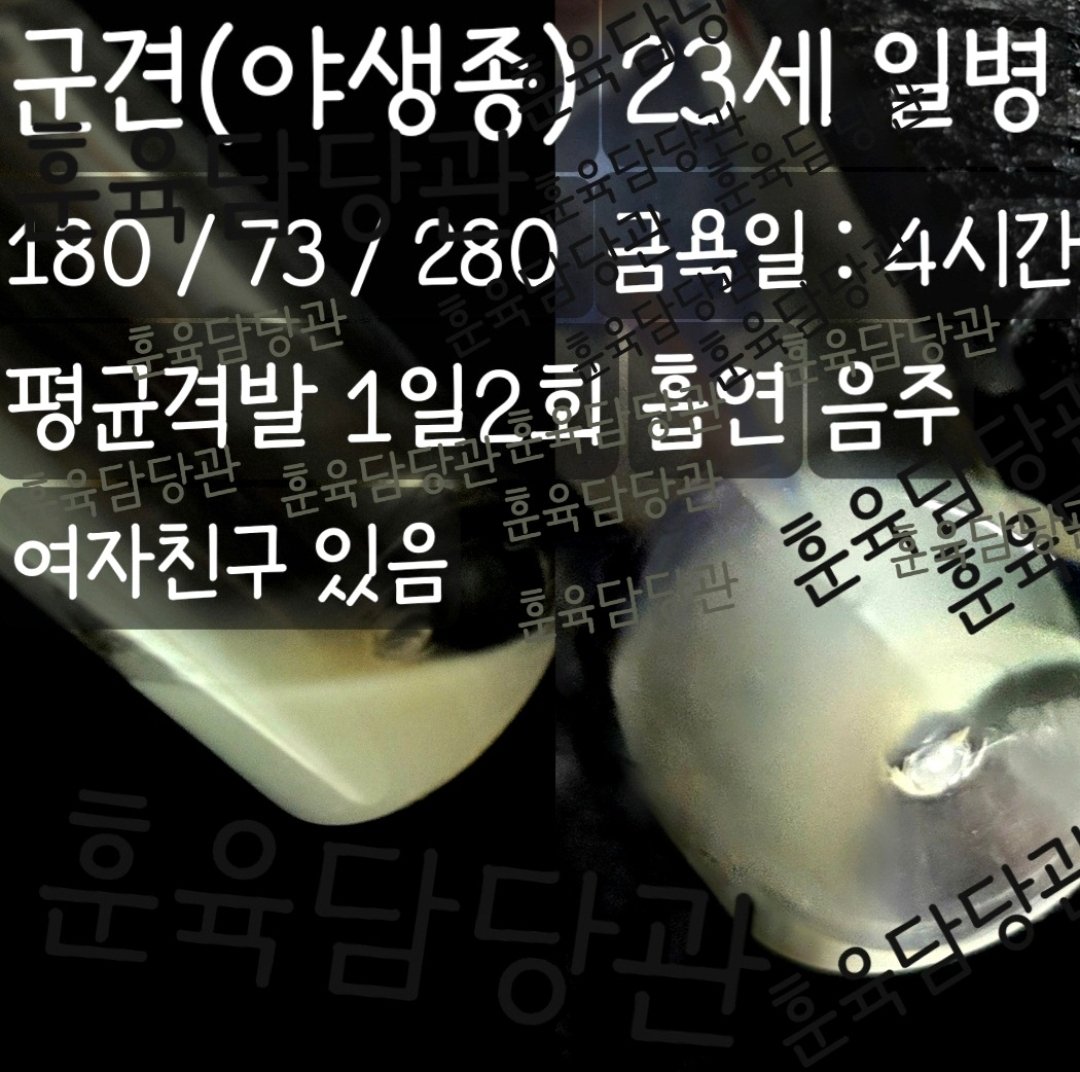 <야생종 휴가나온 군견 착정하기>
훈육관의 당부에도 참지 못하고 4시간 전에 사격훈련을 했다고 합니다.
그런데 4시간 전에 격발했다고 하기에는..양도 양이지만 상당히 진한 것을 볼 수 있습니다.
목소리도 굵고, 털도 많은 놈이라 테스토스테론 분비가 많은 놈이라는게 확 보이기는 하더군요.