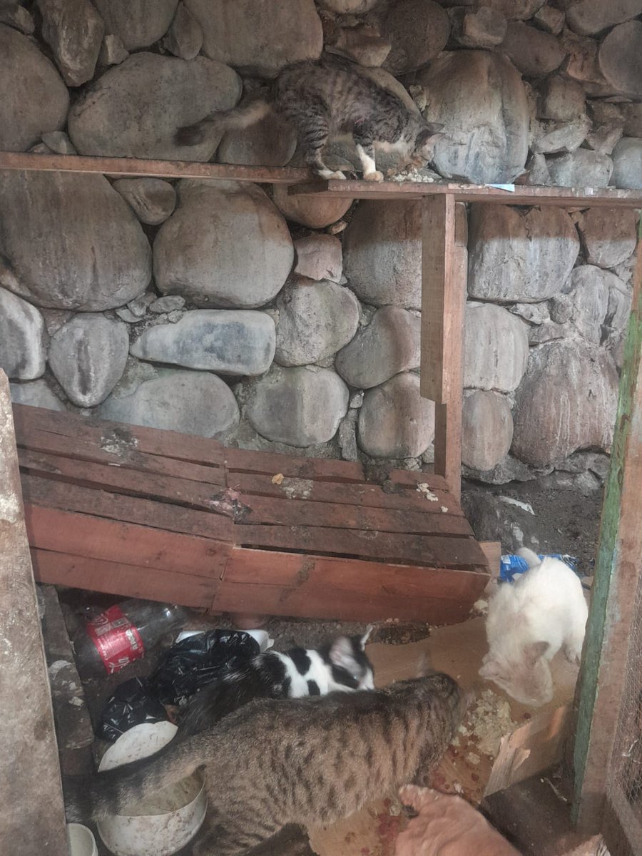 Caso 817
Son 15 michis resguardados por una persona de la 3era edad por puente Las Chinamas.
Nos piden ayuda por lo menos para esterilizarles y con comida.
Nos cuenta que al otro lado del río son más de 30 los abandonados por la gente q vivía en champas 😵‍💫
🙏favor escríbenos