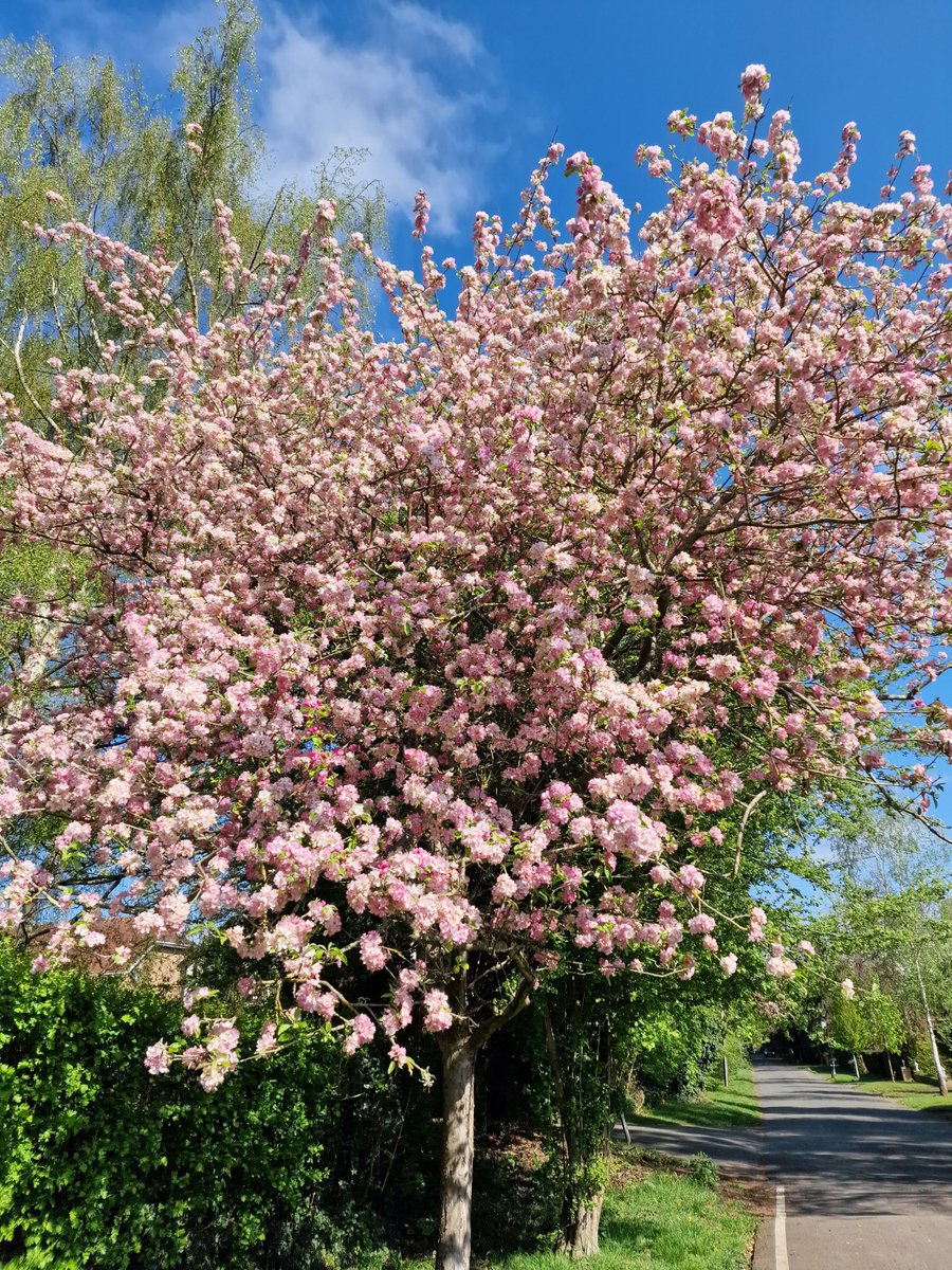 vg123e's tweet image. #Springy