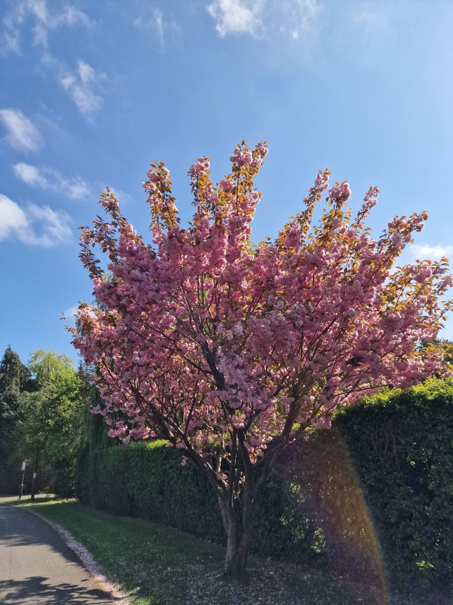 vg123e's tweet image. #Springy