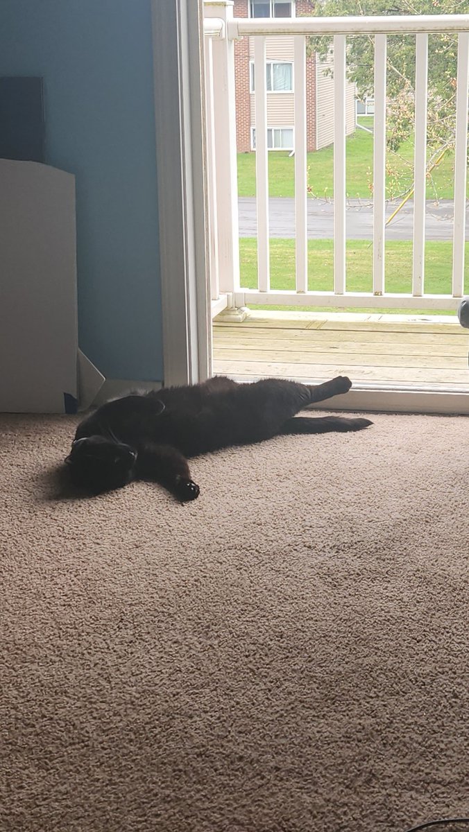 Kitty has me dying of laughter💀😂 first nice day in quite a while, he's taking full advantage😂😂❤️