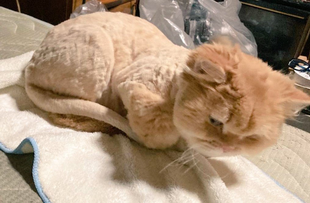 OomugiBatake's tweet photo. 去年のビフォーアフター
毛刈りされて情けない顔してるのが今年も見られるのか、熱いぜ！ https://t.co/sp6qMGwL2S