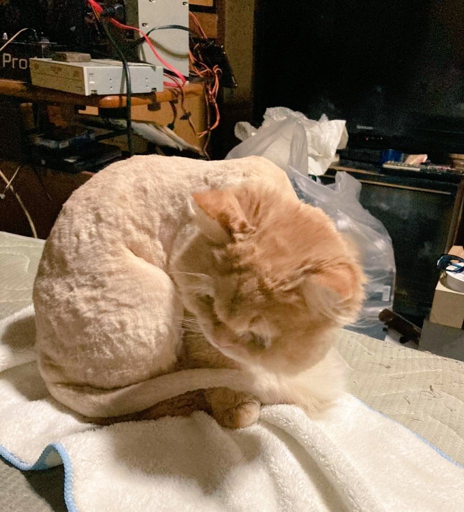 OomugiBatake's tweet photo. 去年のビフォーアフター
毛刈りされて情けない顔してるのが今年も見られるのか、熱いぜ！ https://t.co/sp6qMGwL2S