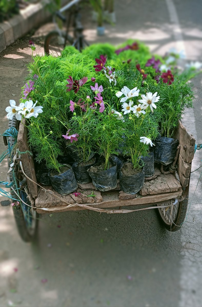 a_star16370's tweet photo. Now I completed my promise with @BuildOnCyber #Earthling distributed many plants and going door to door & planted them with my own hands ☘️💚🌱 https://t.co/mktjKzIsP9