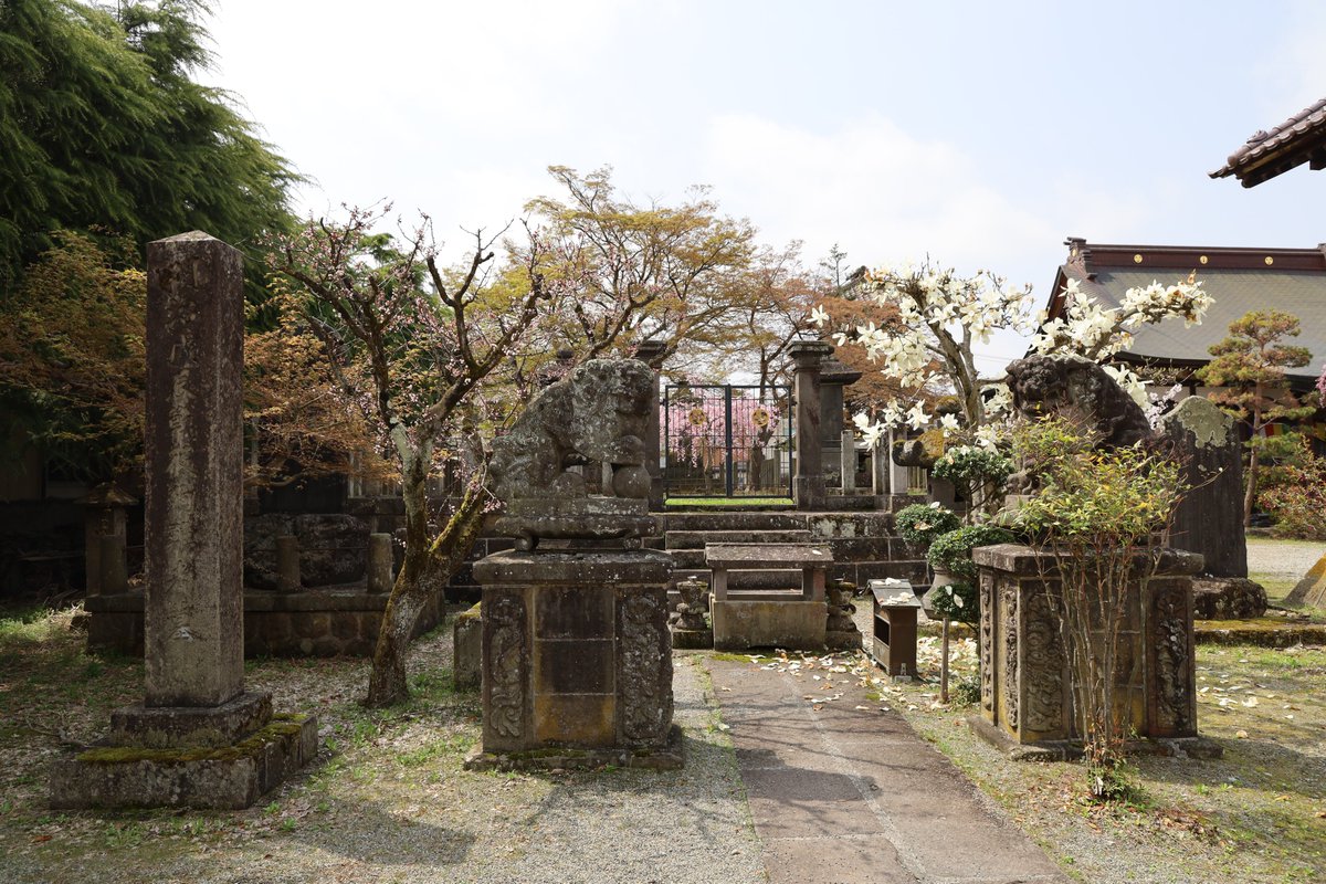 tetu1130tetu's tweet image. 阿弥陀寺は桜満開でした。藤田家墓石にも墓参。