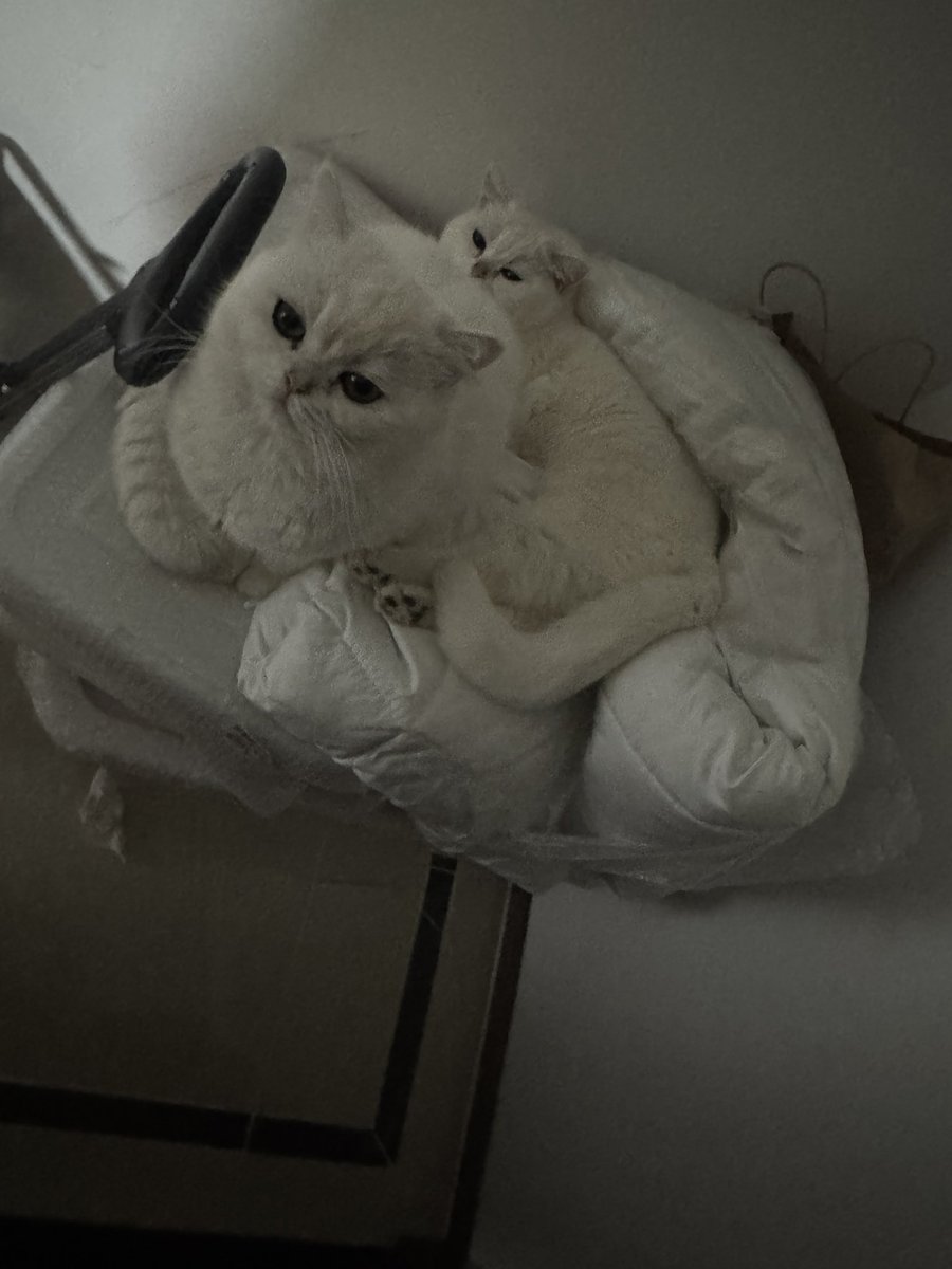 kkluv1214's tweet photo. 今日份小猫咪 https://t.co/MvEFxh8hqp